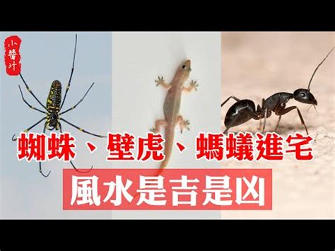 四腳蛇入屋風水|四腳蛇風水催財寶典